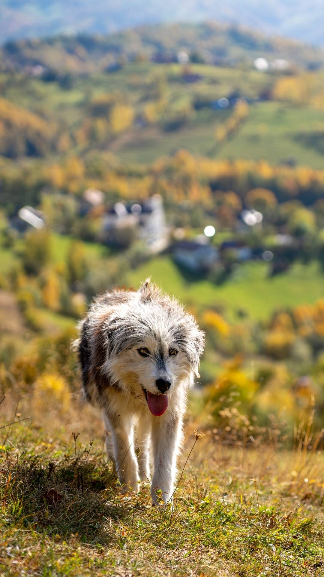 Herdenschutzhund Stadt Land