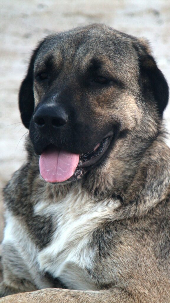Herdenschutzhund Tierschutzhund beobachtet aufmerksam seine Umgebung – typisches wachsames Verhalten dieser Hunderassen