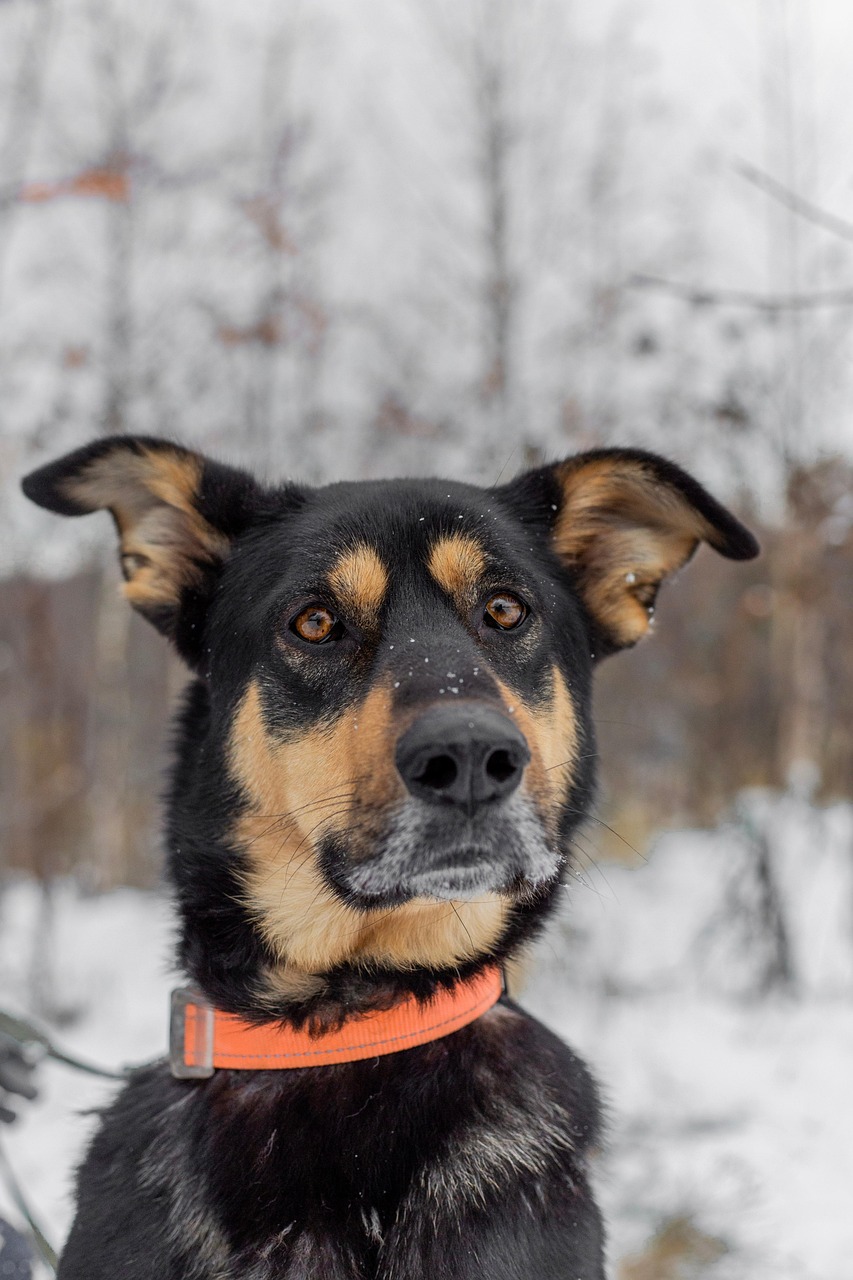 animal, nature, mammal, dog, canine, pet, friend, domestic animal, eyes, adoption, animal shelter, street dog