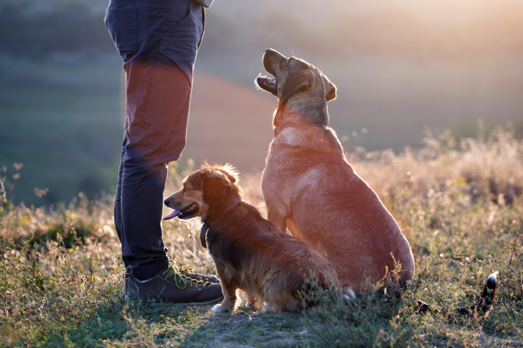zwei Hunde sitzen auf einer Wiese und schauen aufmerksam ihren Menschen an.