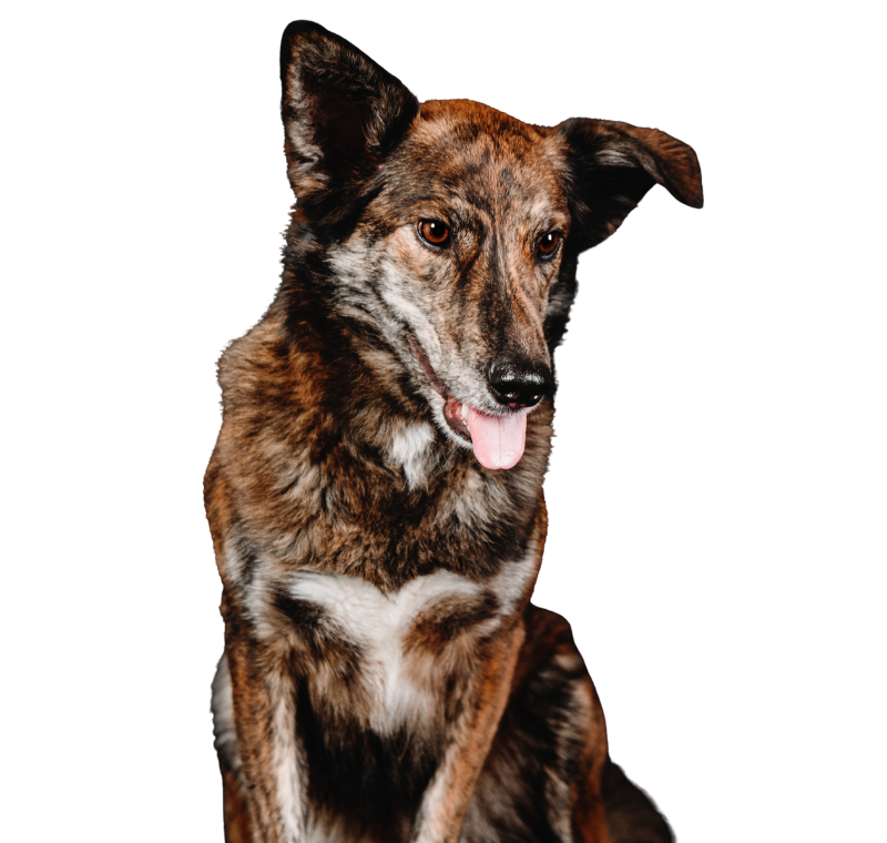 Hund aus dem Tierschutz Herdenschutzmix