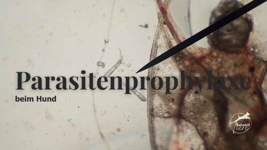 Parasitenprophylaxe