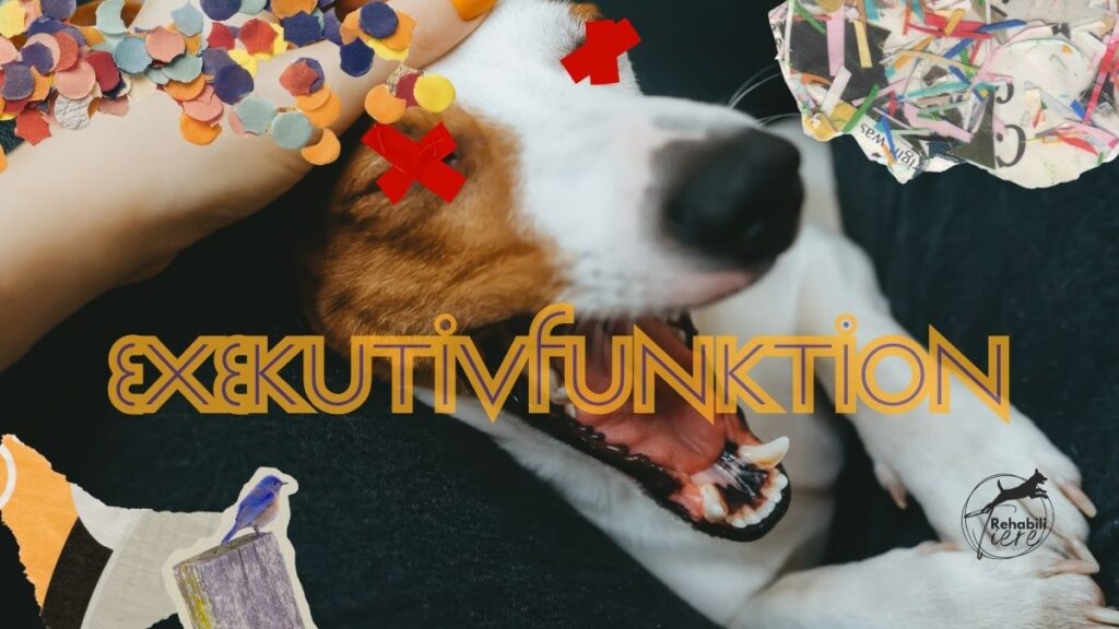 Exekutivfunktionen beim Hund: Warum sie über Stress, Impulskontrolle und Alltag entscheiden