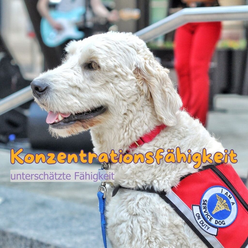 Exekutivfunktionen, Konzentrationsfähigkeit, Impulskontrolle, Stress und Frustrationstoleranz beim Hund