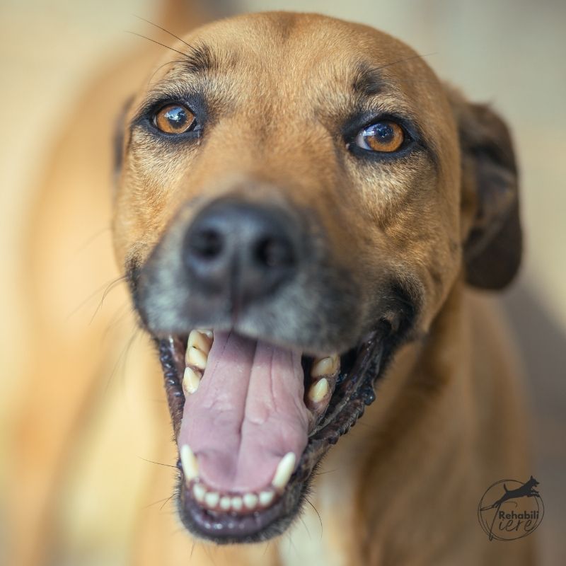 Hyperaktivität Hund