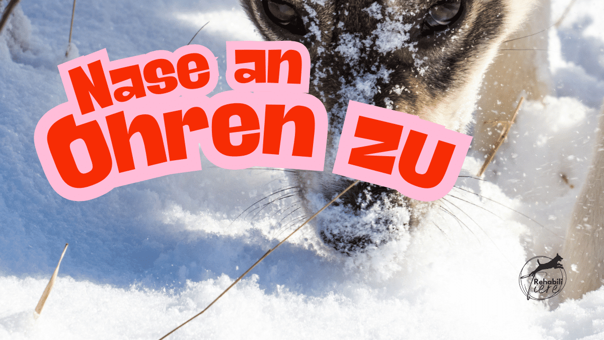 Hund mit Nase im Schnee