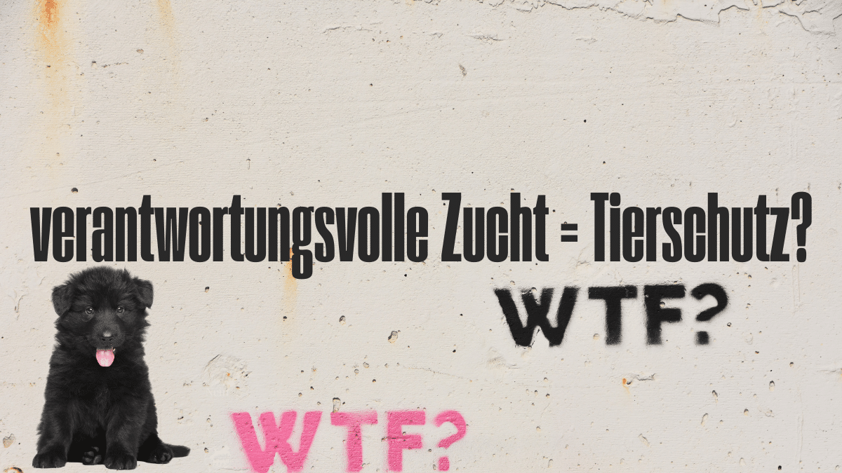 Hundetrainerin arbeitet mit Tierschutzhund im Training — Artikel über Hundezucht und Tierschutz