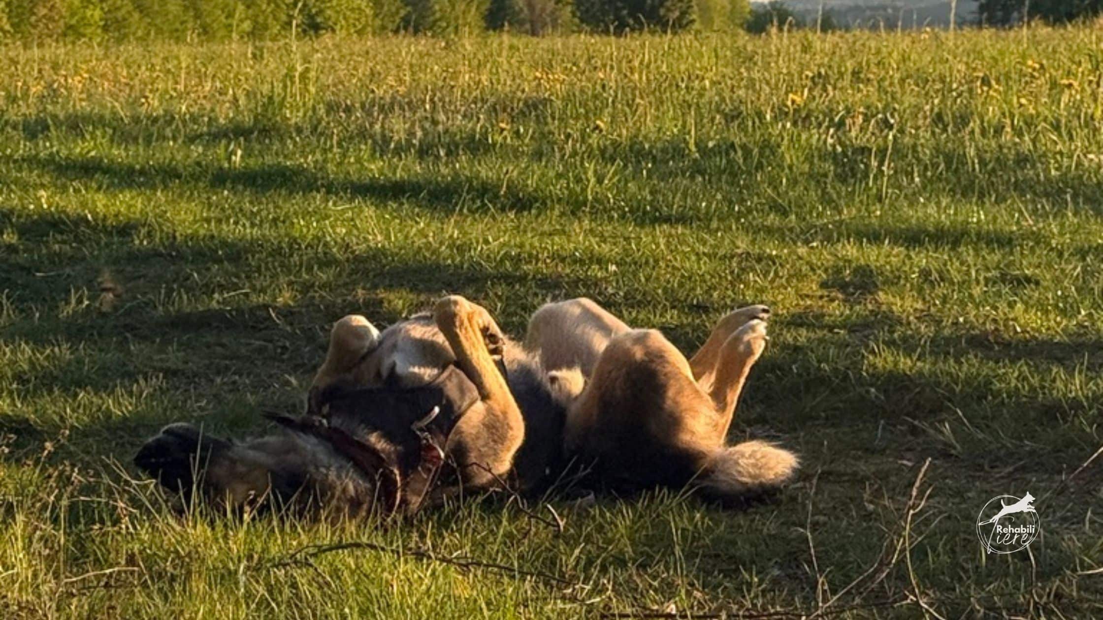 Sommerhitze und Hunde. Hitzeschutz, Kühlung und sicheren Sommertipps für Hunde